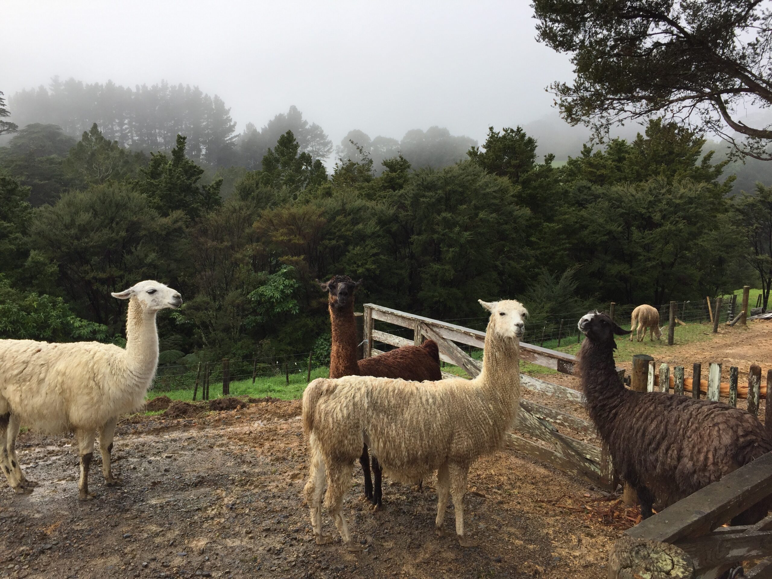 A misty muddy morning at Three Sisters