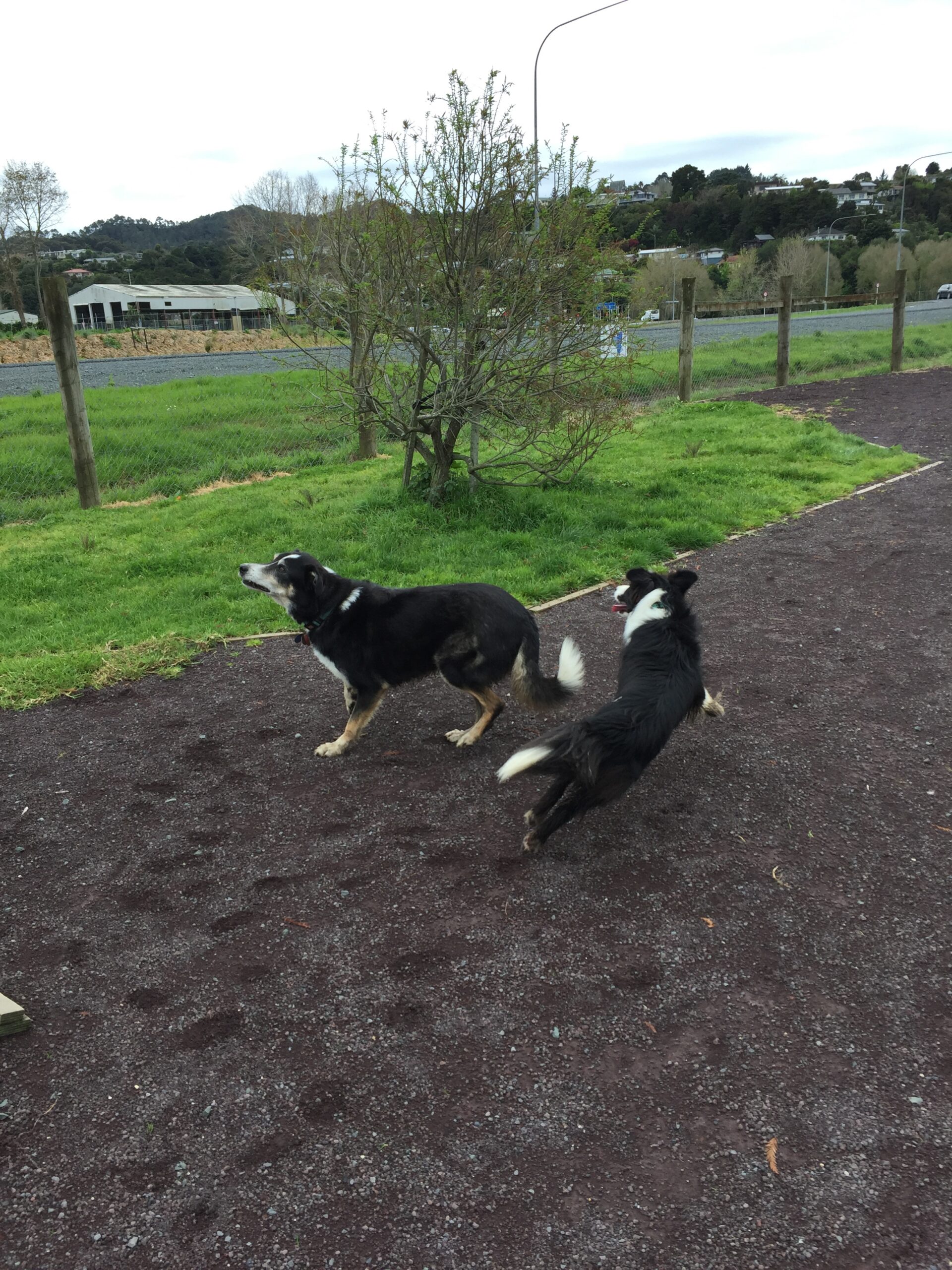 At the dog park