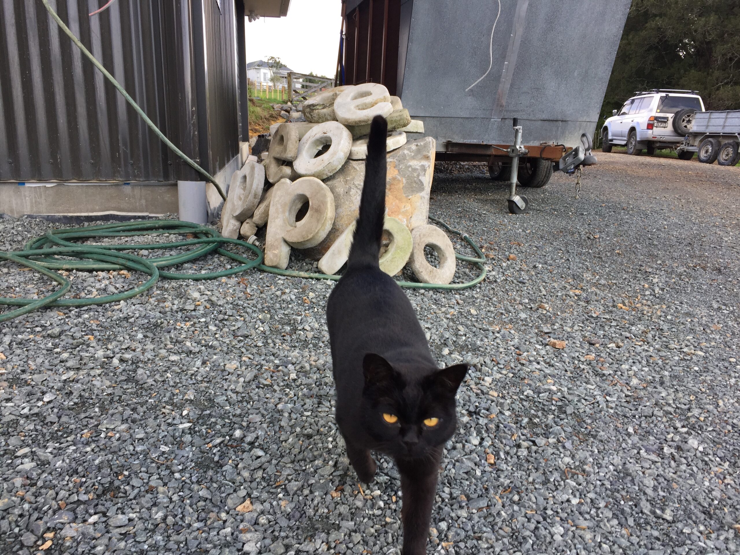 The hunter returns