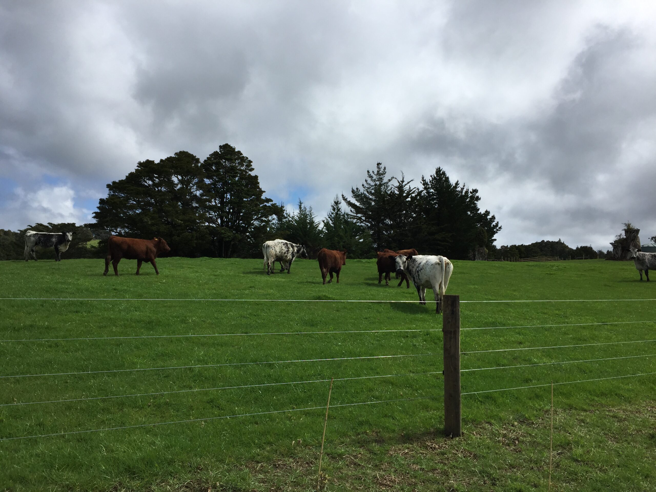 New neighbours
