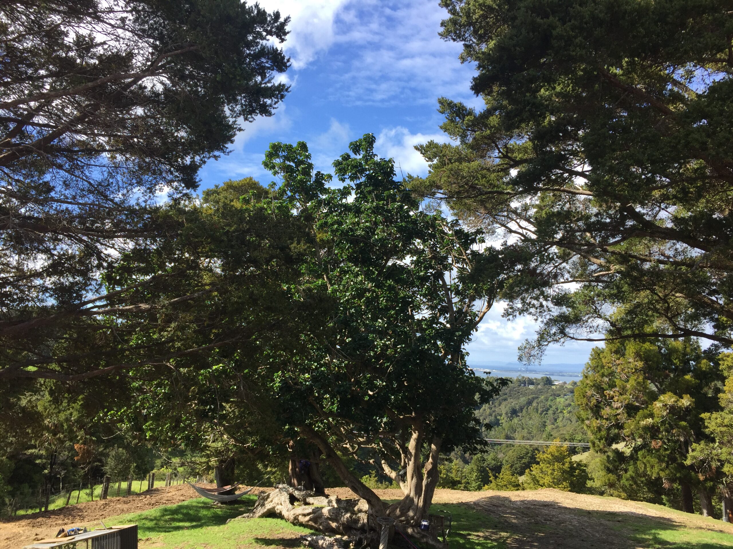 Kereru feeding frenzy