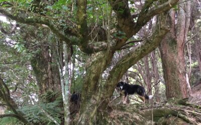 Where’s that possum?