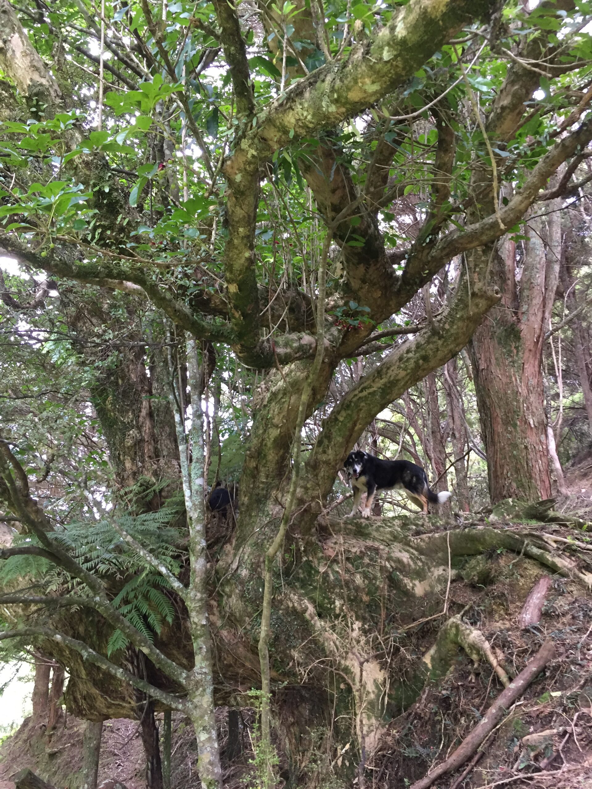 Where’s that possum?