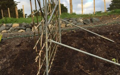 Bamboo bean beams!