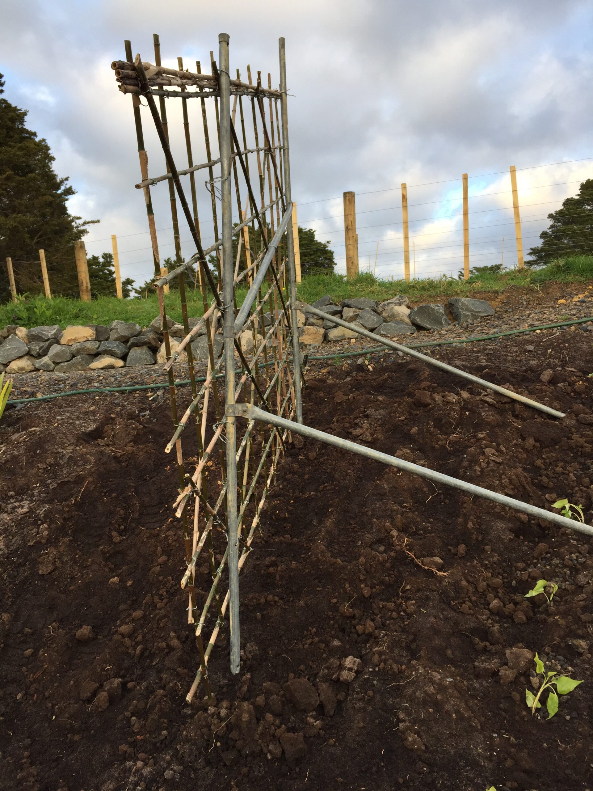 Bamboo bean beams!