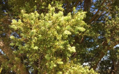 Flourishing totara