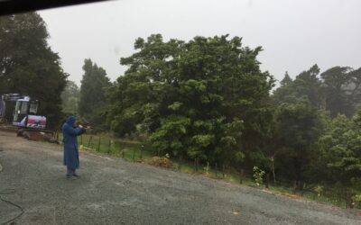 Pukeko patrol!
