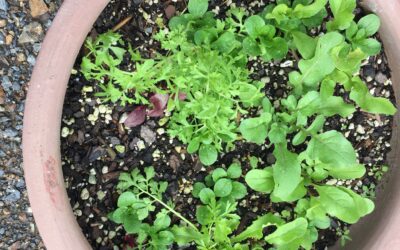 A little salad