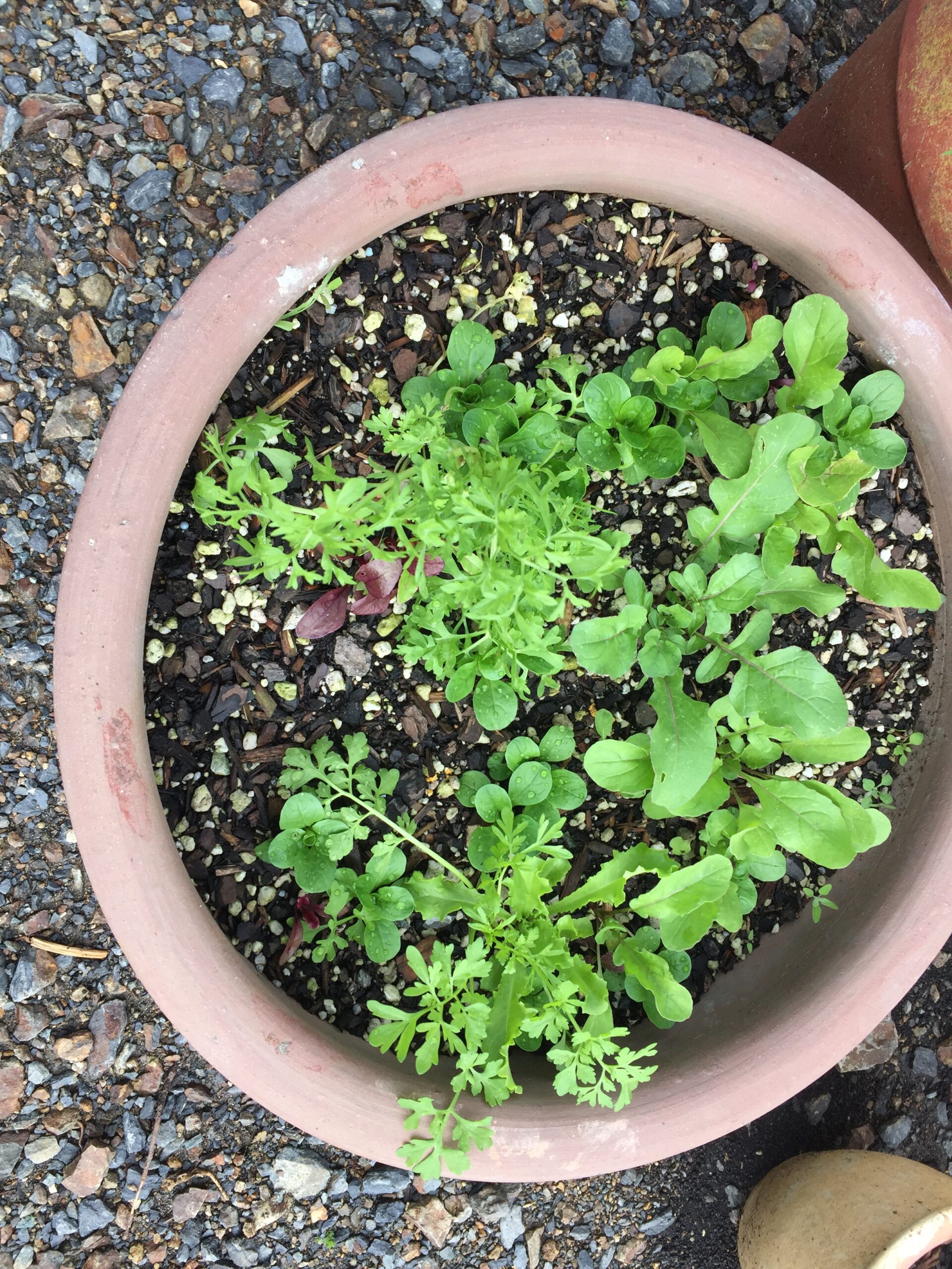 A little salad