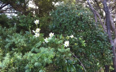 Puawhananga, native clematis in flower