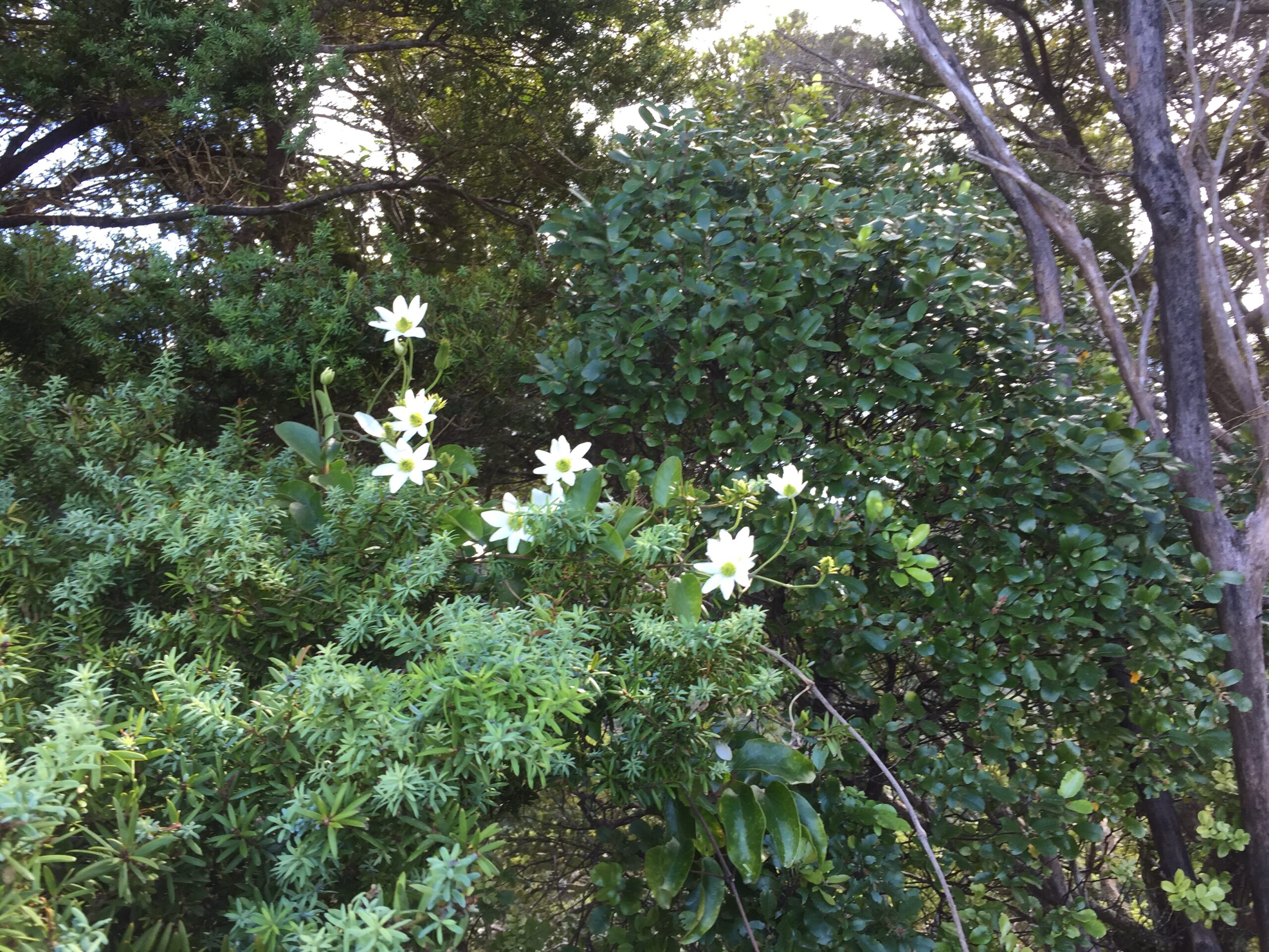 Puawhananga, native clematis in flower