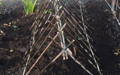 Pea poles in position