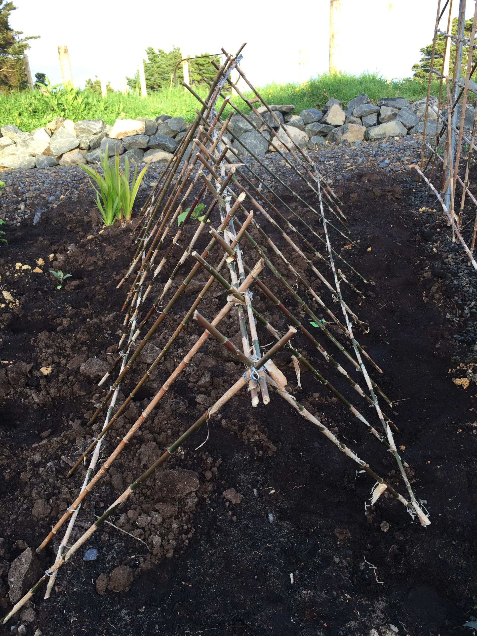 Pea poles in position