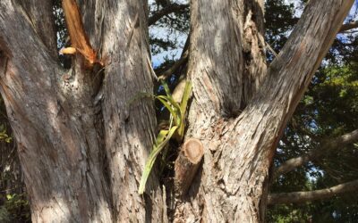 A new home for the kowharawhara