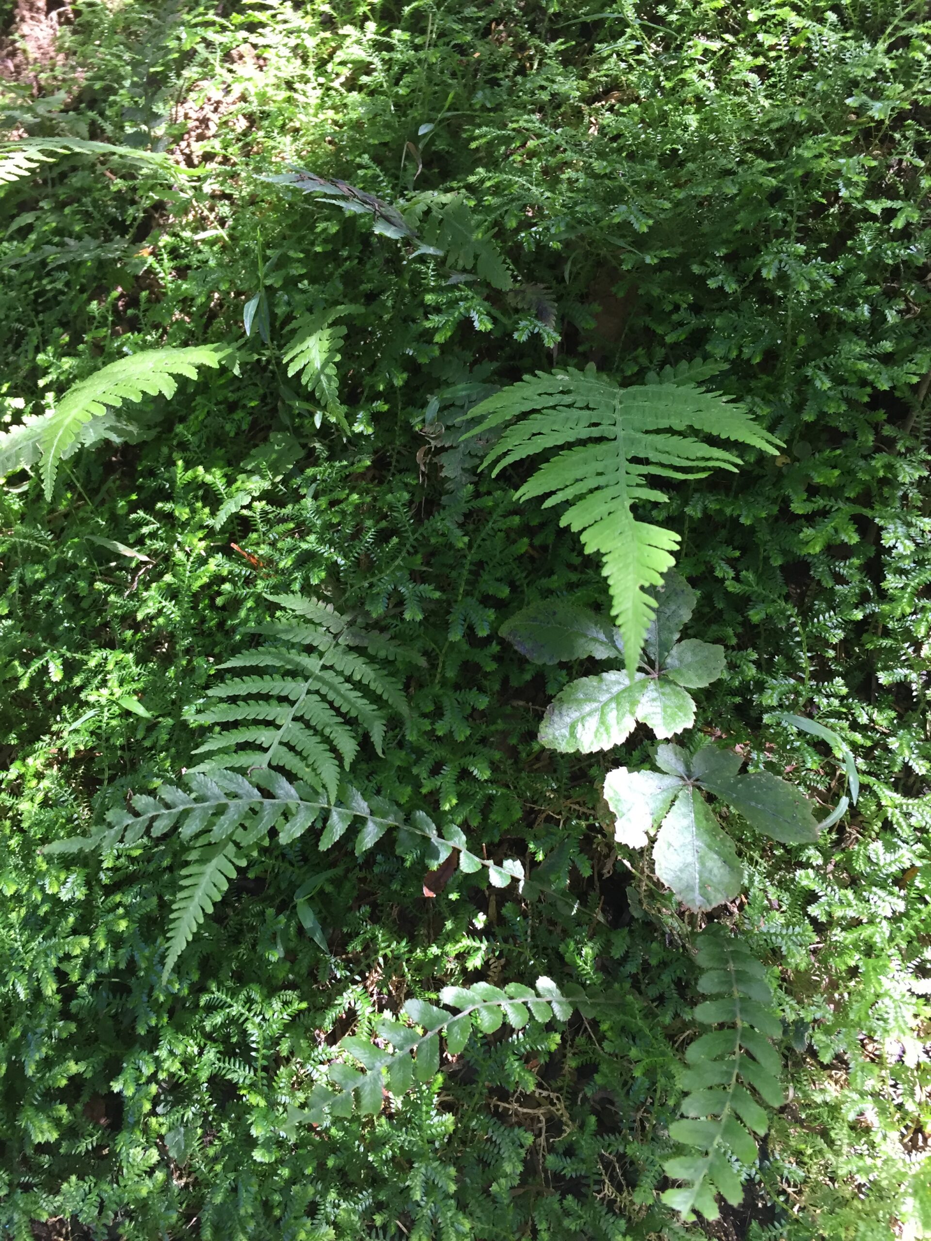 Bush magic