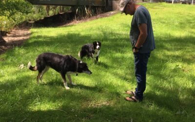 Dogs and sticks