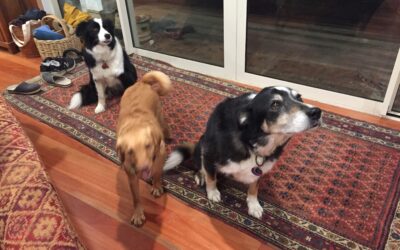 Dog sleepover