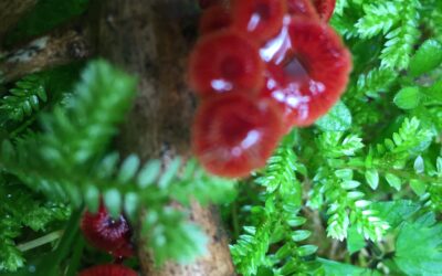 Finding fungi