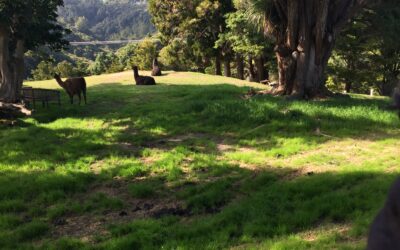 The perfect lawn?
