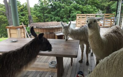 Breakfast time