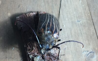 Today’s visitor