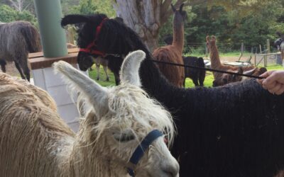 A gelding day for Sunny