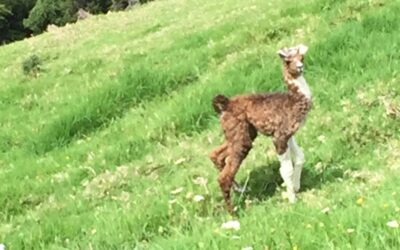 A new born cria