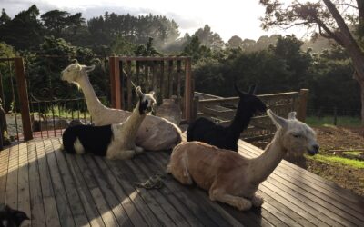 Summer style after shearing