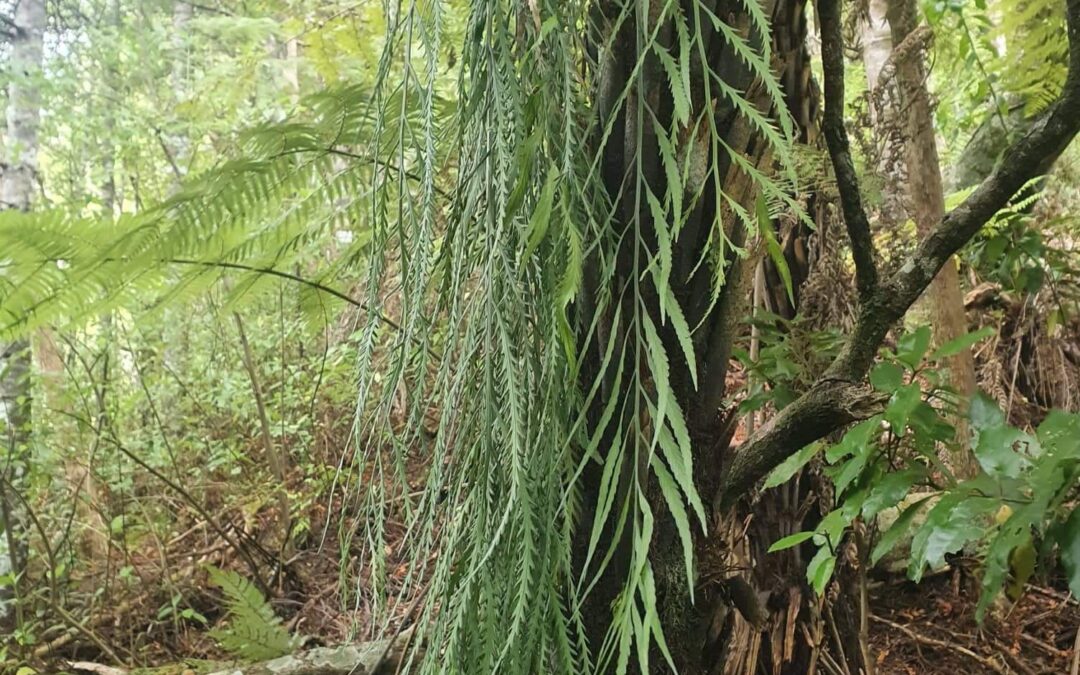Amazing epiphyte