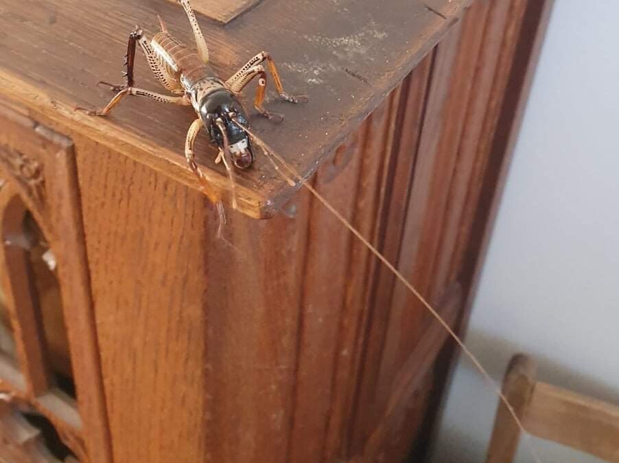 Abundant bug day