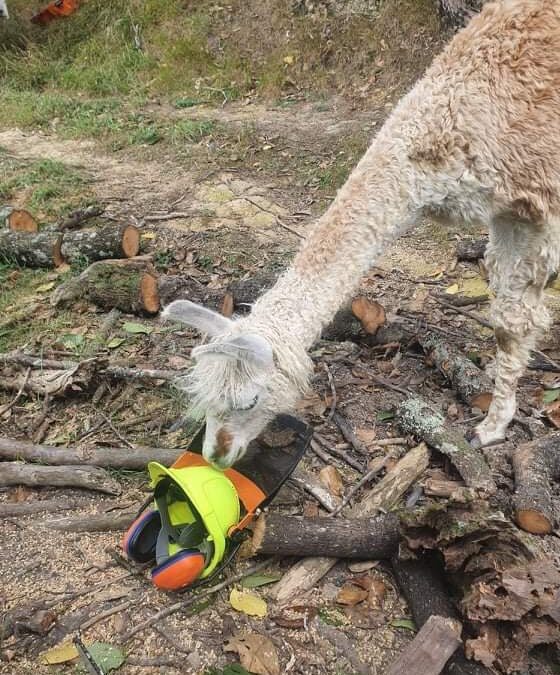 I get by with a little help from my friends